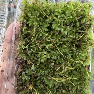 Thyme Moss