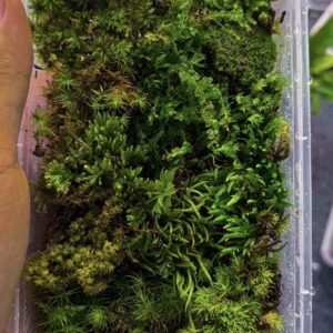 10 types of moss Combo.