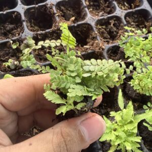 Lemon Fern