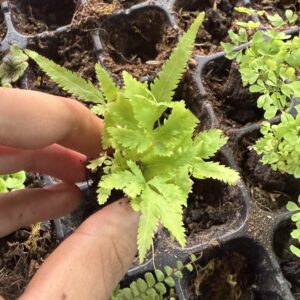 Pteris cretica (Ribbon Fern)