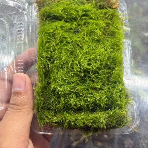 Thread Moss