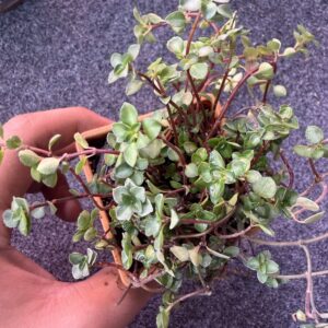 Aquamarine Pilea Full pot