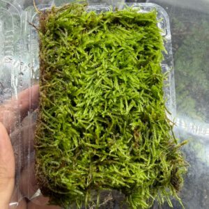 Spike Moss