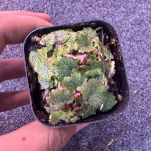 Micro Strawberry Behonia Full pot