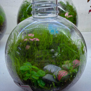 The mini world